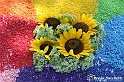 VBS_9974 - Infiorata di Villanova d'Asti 2023